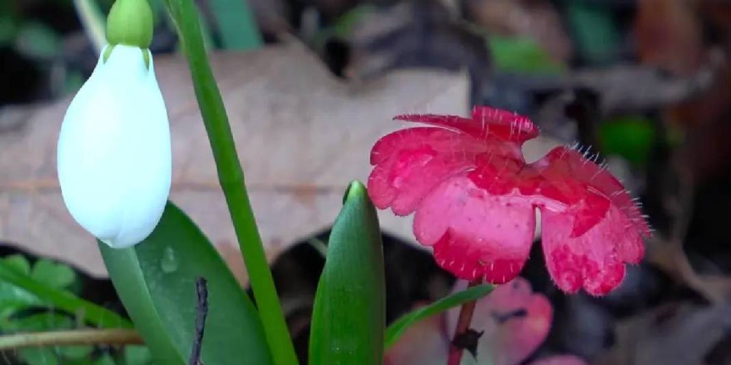 ‘Milli servet’ kendini gösterdi: Kar suları eridi doğada şölen görüntülendi! 4